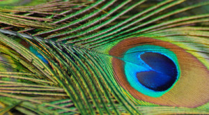 Pluma de pavo real de frente