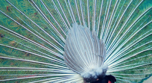 Pluma de pavo real por detrás