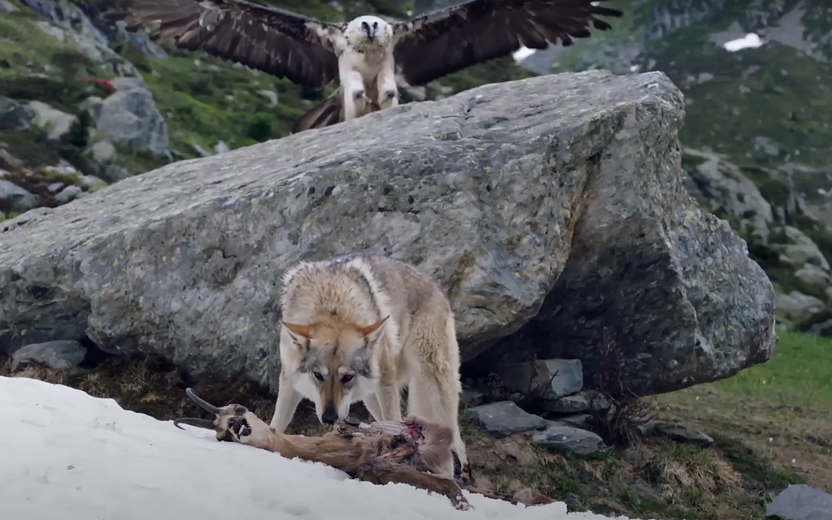 Wolf in Vorarlberg and Alpine farming | Future of management